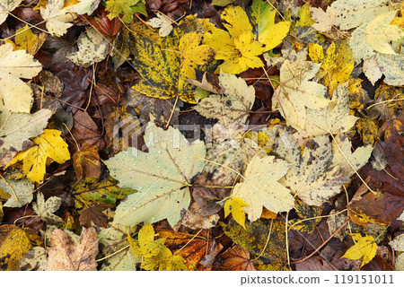 Colorful Autumn Leaves with Dew Drops on the Ground Colorful Autumn Leaves with Dew Drops on the Ground 119151011