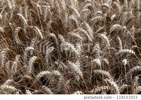 Close-up view of ears of ripe barley 119151015