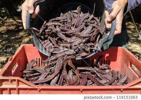farmer filling a plastic crate with ripe carob pods 119151063