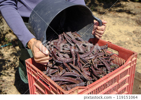 farmer filling a plastic crate with ripe carob pods farmer filling a plastic crate with ripe carob pods 119151064