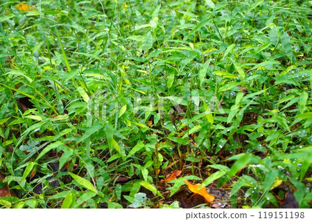 Chijimisa，收縮的竹子，雜草，山，Hodozan 119151198