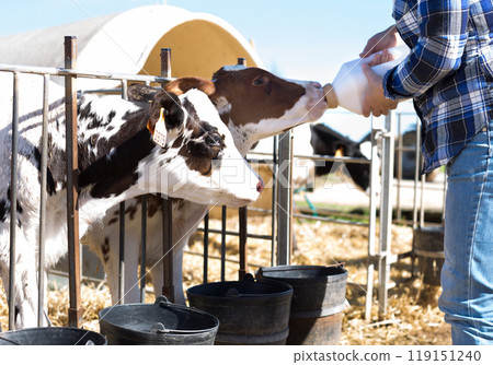 Woman care feeds two week old calf from bottle with dummy Woman care feeds two week old calf from bottle with dummy 119151240