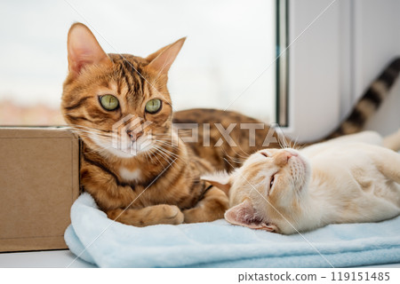 A Bengal cat and a Burmese kitten lie next to each other. A Bengal cat and a Burmese kitten lie next to each other. 119151485