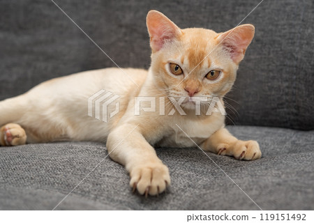 Adorable Burmese kitten on the sofa. 119151492