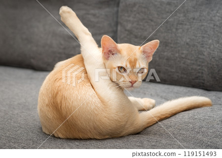 Adorable Burmese kitten on the sofa. Adorable Burmese kitten on the sofa. 119151493