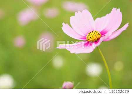 Beautifully blooming, vibrant pink cosmos with a soft flower field background, close-up 119152679