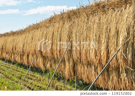 Rice bundles being dried in the paddy field to produce quality rice (Autumn, October) 119152802