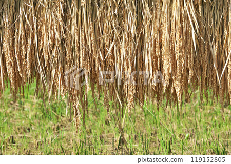 Rice bundles being dried in the paddy field to produce quality rice (Autumn, October) Rice bundles being dried in the paddy field to produce quality rice (Autumn, October) 119152805