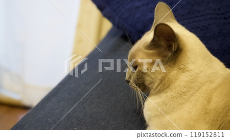 House cat's daily life 119152811