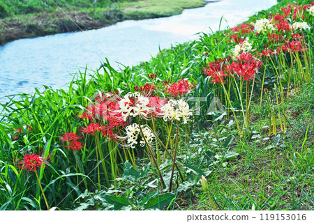 White and red spider lily flowers on the bank of a stream (autumn, October) White and red spider lily flowers on the bank of a stream (autumn, October) 119153016