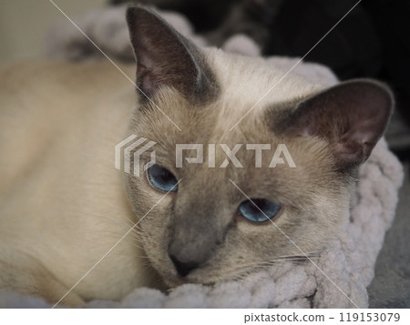 House cat's daily life House cat's daily life 119153079