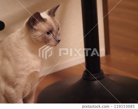 House cat's daily life House cat's daily life 119153085