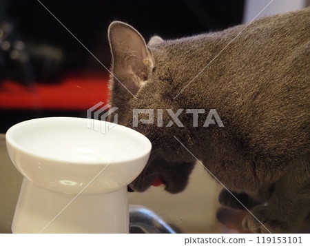 家貓的日常生活 119153101