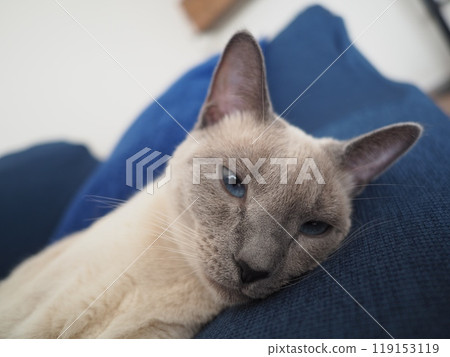 House cat's daily life 119153119