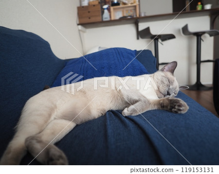 家貓的日常生活 119153131