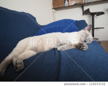 家貓的日常生活 119153132