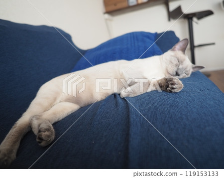 家貓的日常生活 119153133