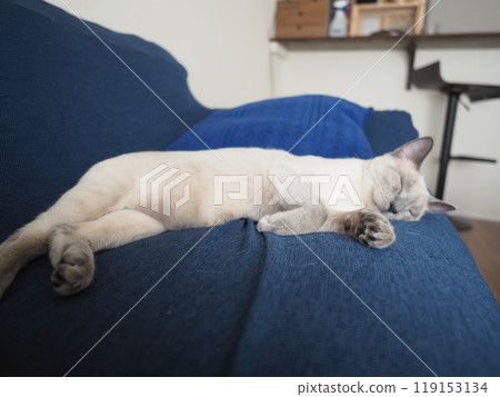 家貓的日常生活 119153134