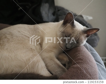 House cat's daily life 119153159