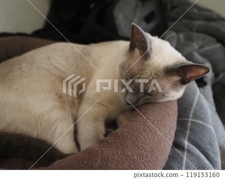 House cat's daily life House cat's daily life 119153160