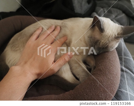 House cat's daily life House cat's daily life 119153166