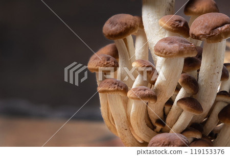 Fresh raw brown poplar mushrooms or velvet pioppini mushrooms on dark backgound closeup 119153376