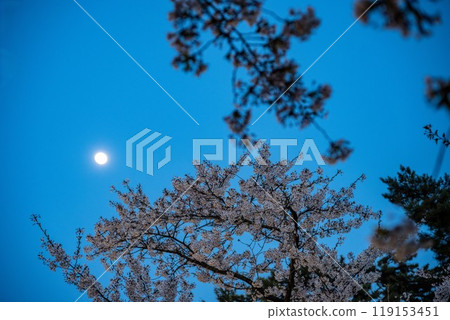 Cherry blossoms at night at Hirosaki Castle / Aomori Prefecture Cherry blossoms at night at Hirosaki Castle / Aomori Prefecture 119153451