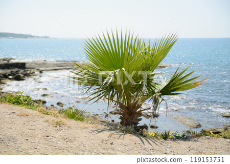 A small palm tree growing on the seashore 119153751