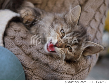 A cute kitten meows close-up. A girl wearing a knitted sweater holds a kitten in her arms 119153752