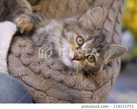 A cute kitten close-up. A girl wearing a knitted sweater holds a kitten in her arms A cute kitten close-up. A girl wearing a knitted sweater holds a kitten in her arms 119153753