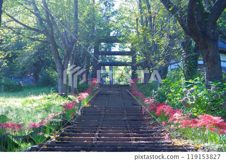 樓梯上盛開的紅蜘蛛百合 119153827