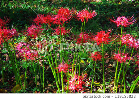 紅蜘蛛百合 119153828