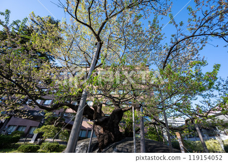 Ishiwari Sakura / Iwate Prefecture 119154052