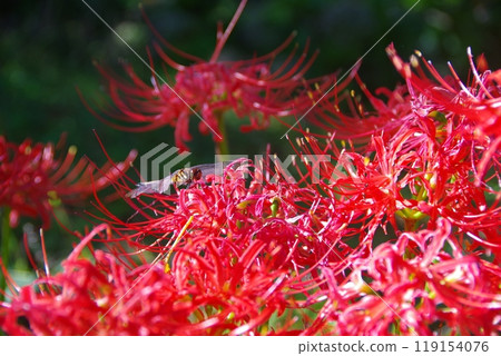 Shining cluster amaryllis Shining cluster amaryllis 119154076