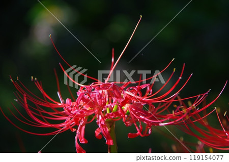 A cluster amaryllis 119154077