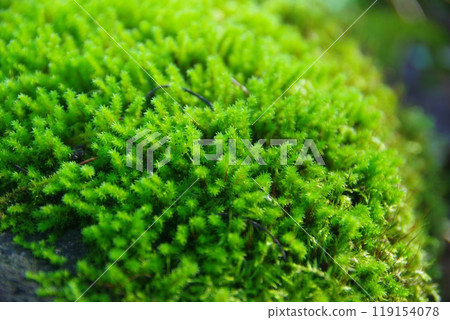 Glittering Moss Glittering Moss 119154078