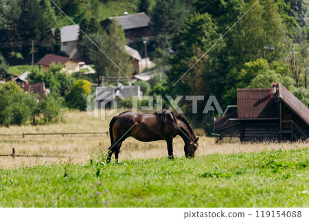 Vorokhta landscape with grazing horse on field against the backdrop of traditional village homes Vorokhta landscape with grazing horse on field against the backdrop of traditional village homes 119154088