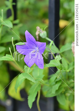 Kikyo flower Kikyo flower 119154131