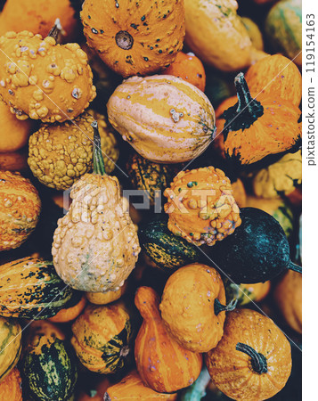 Autumn background with decorative pumpkins in orange tones, top view.  Autumn background with decorative pumpkins in orange tones, top view.  119154163
