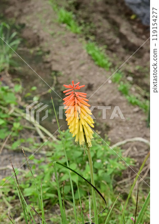 Shiguma百合 119154277