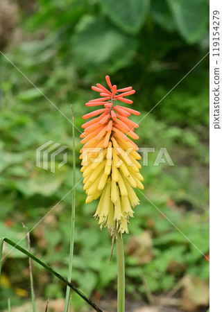 Shiguma lily Shiguma lily 119154279