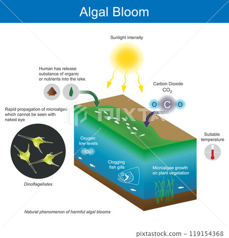 Algal Bloom. Natural phenomenon of harmful algal blooms (HABs), known as seawater colour change. Algal Bloom. Natural phenomenon of harmful algal blooms (HABs), known as seawater colour change. 119154368