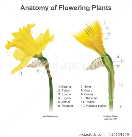 Anatomy of Flowering Plants. Cross section anatomy of flowering plants. 119154369