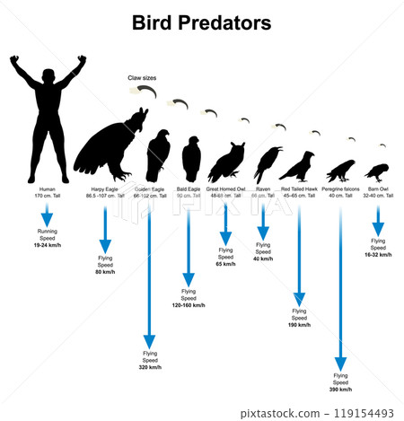 Bird Silhouette. Bird predators that flying swiftly and has claws for grabbing its prey. 119154493