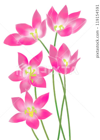 秋水仙花卡11 秋水仙花卡11 119154591