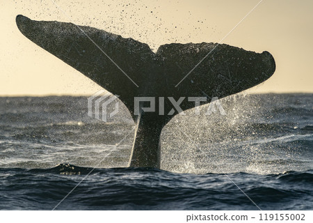 An humpback whale tail slapping in Cabo San Lucas pacific ocean baja california sur mexico at sunset An humpback whale tail slapping in Cabo San Lucas pacific ocean baja california sur mexico at sunset 119155002