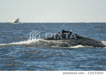 humpback whale damaged dorsal fin, propeller impact with boat, cutted fin in Cabo San Lucas pacific ocean baja california sur mexico humpback whale damaged dorsal fin, propeller impact with boat, cutted fin in Cabo San Lucas pacific ocean baja california sur mexico 119155003