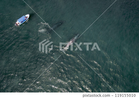 Stunning drone view of gray whale following boat with tourists. Whale watching 119155010