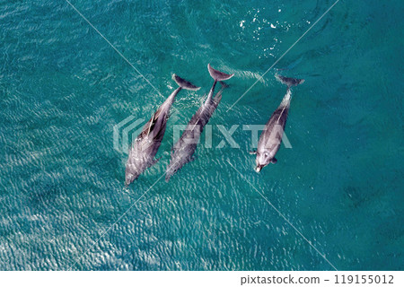 Bottlenose dolphins in blue cortez sea aerial drone view in loreto bay california sur mexico Bottlenose dolphins in blue cortez sea aerial drone view in loreto bay california sur mexico 119155012