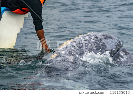 Hand petting caressing a grey whale in bahia magdalena baja california sur mexico 119155013
